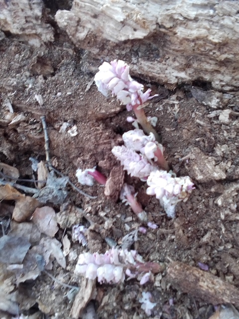 Spazieren im Prater 19.03.2022