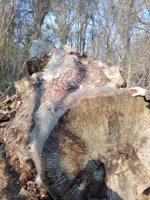 Spazieren im Prater 19.03.2022