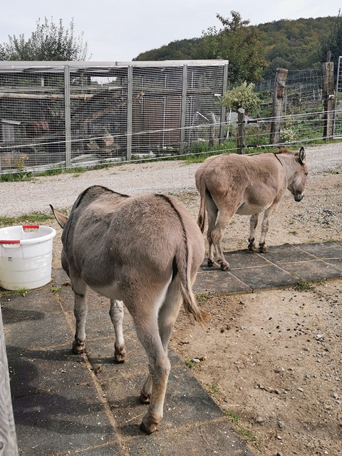 Putzwochenausflug Wolfsgraben06