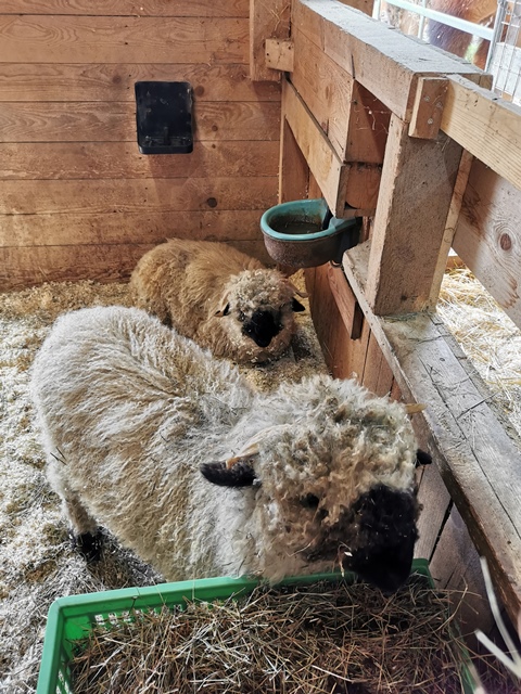 Putzwochenausflug Wolfsgraben12