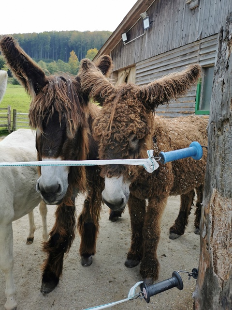 Putzwochenausflug Wolfsgraben29