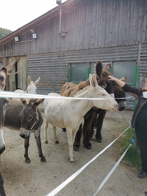 Putzwochenausflug Wolfsgraben30