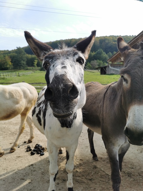 Putzwochenausflug Wolfsgraben31