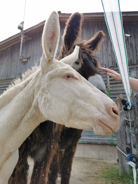 Putzwochenausflug Wolfsgraben32