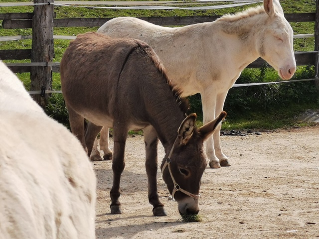 Putzwochenausflug Wolfsgraben33