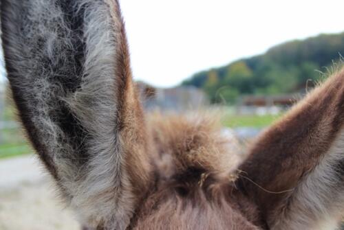 Putzwochenausflug Wolfsgraben41