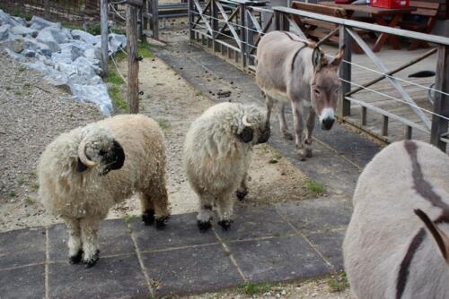 Putzwochenausflug Wolfsgraben45