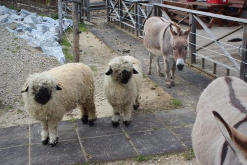 Putzwochenausflug Wolfsgraben46