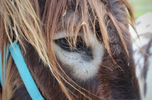 Putzwochenausflug Wolfsgraben59