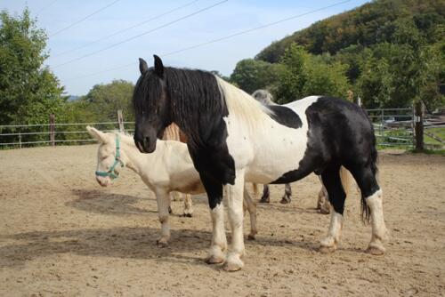 Putzwochenausflug Wolfsgraben63