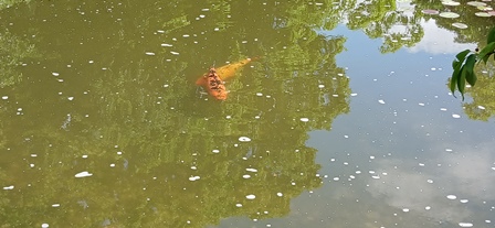 SetagayaPark20240518006