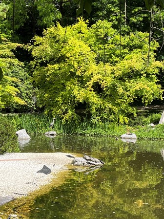 SetagayaPark20240518028