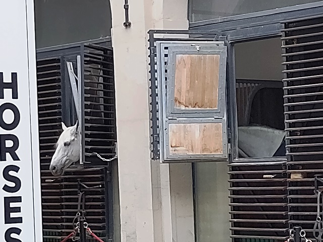 SpanischeHofreitschule012