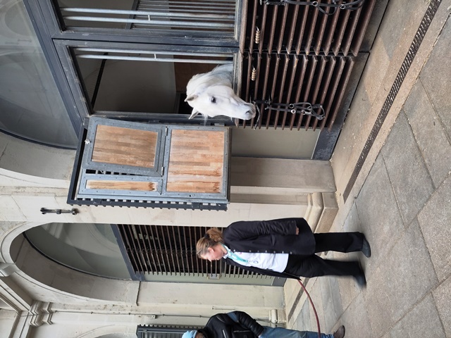 SpanischeHofreitschule016