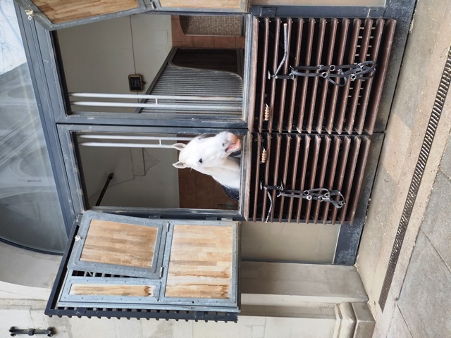 SpanischeHofreitschule018