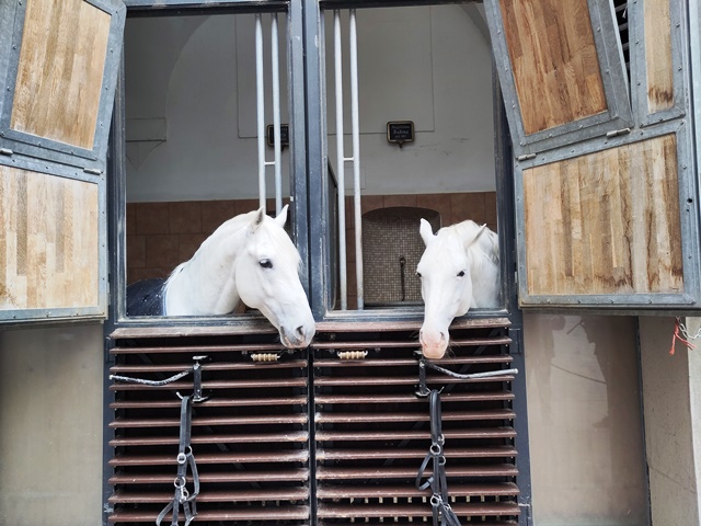 SpanischeHofreitschule019