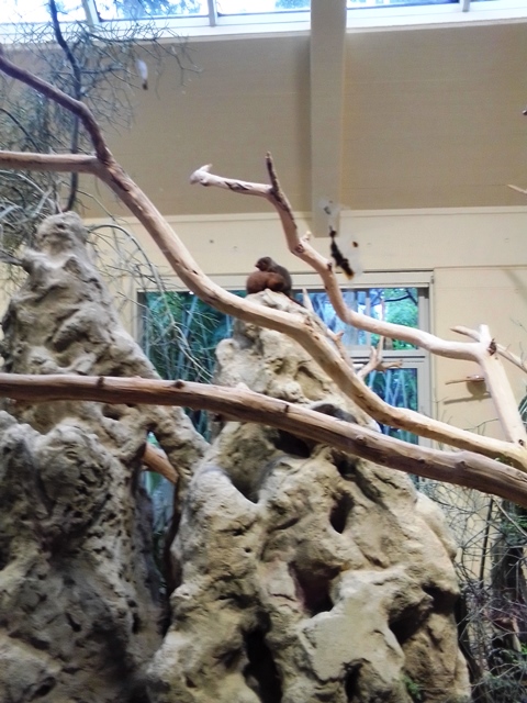 Tiergarten Schönbrunn 18.07.2020