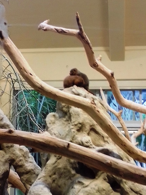 Tiergarten Schönbrunn 18.07.2020