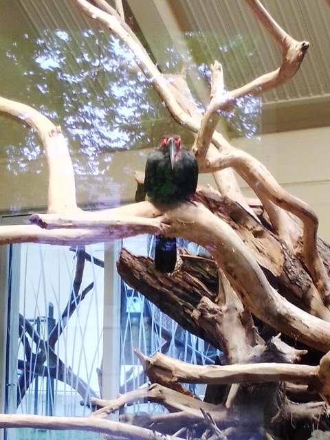 Tiergarten Schönbrunn 18.07.2020