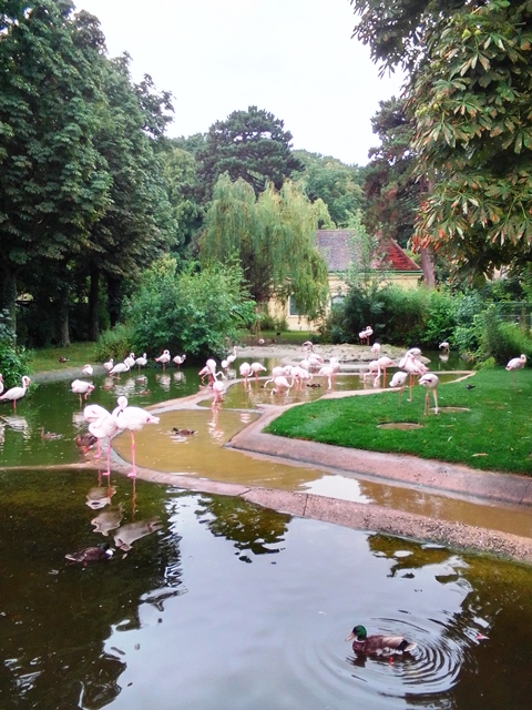 Tiergarten Schönbrunn 18.07.2020
