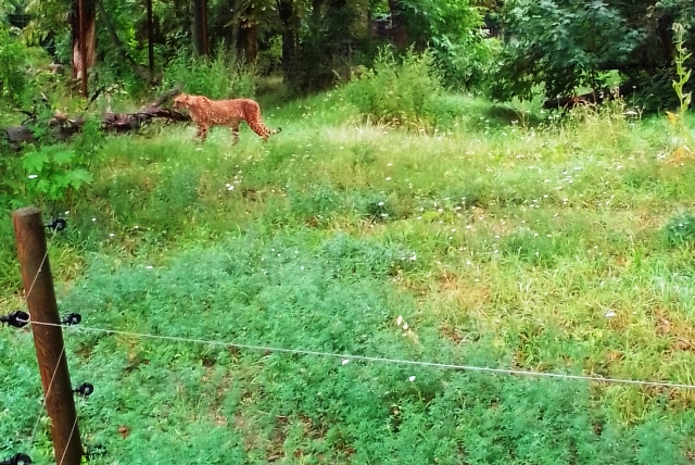 Tiergarten Schönbrunn 18.07.2020