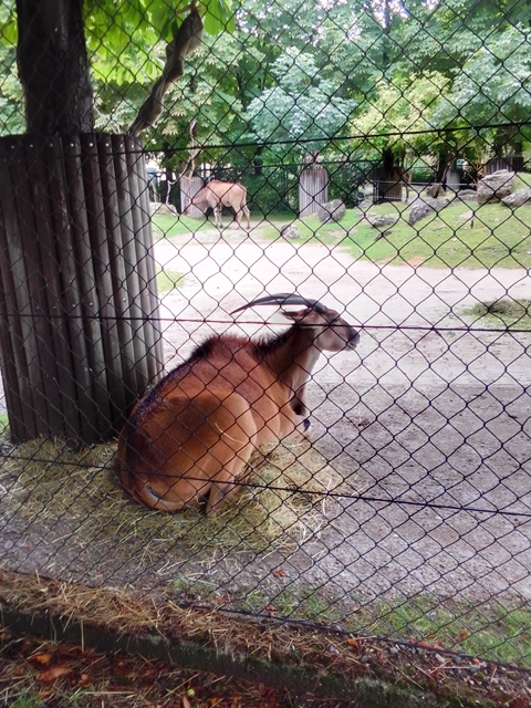 Tiergarten Schönbrunn 18.07.2020
