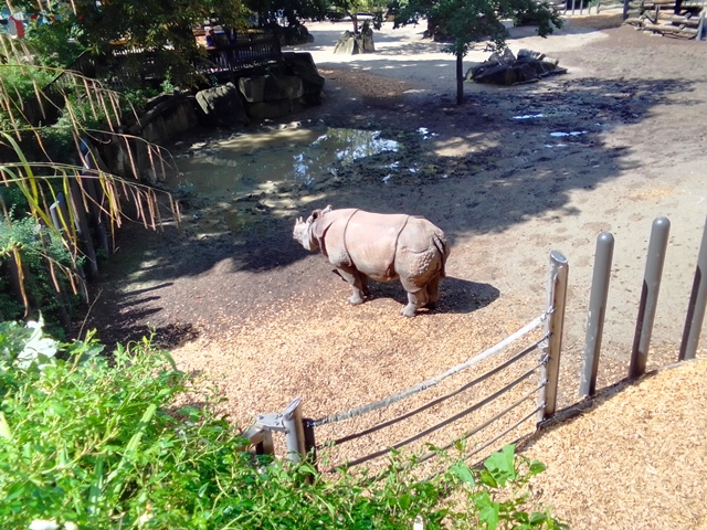 Tiergarten Schönbrunn 18.07.2020