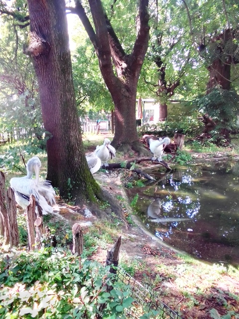 Tiergarten Schönbrunn 18.07.2020