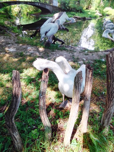 Tiergarten Schönbrunn 18.07.2020