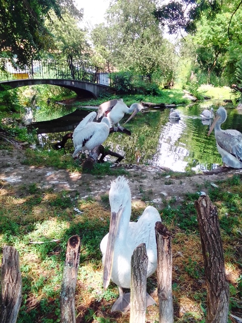 Tiergarten Schönbrunn 18.07.2020