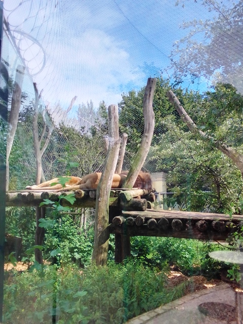 Tiergarten Schönbrunn 18.07.2020