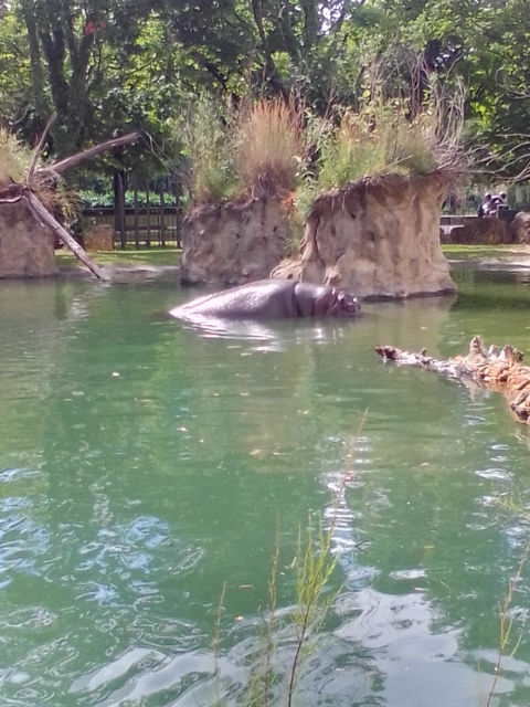 Tiergarten Schönbrunn 18.07.2020